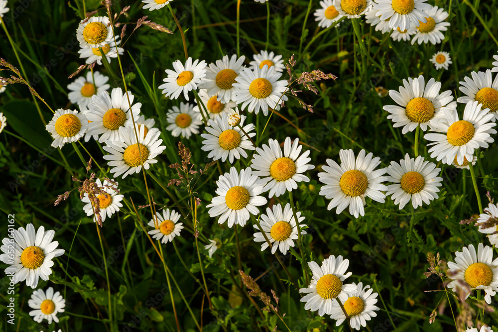 Fototapeta premium Wild daisy flowers growing on meadow, white chamomiles. Oxeye daisy, Leucanthemum vulgare, Daisies, Dox-eye, Common daisy, Dog daisy, Gardening concept