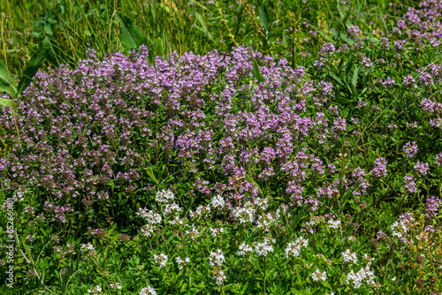 Blossoming fragrant Thymus serpyllum, Breckland wild thyme, creeping thyme, or elfin thyme close-up, macro photo. Beautiful food and medicinal plant in the field in the sunny day photo