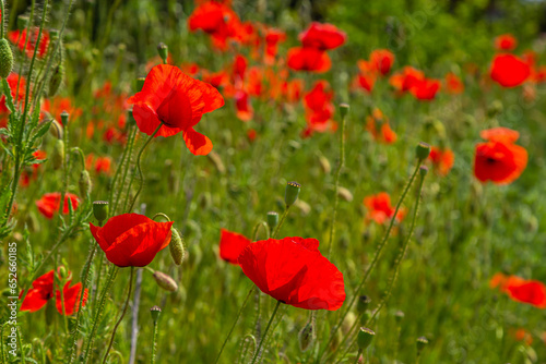 Papaver rhoeas or common poppy  red poppy is an annual herbaceous flowering plant in the poppy family  Papaveraceae  with red petals
