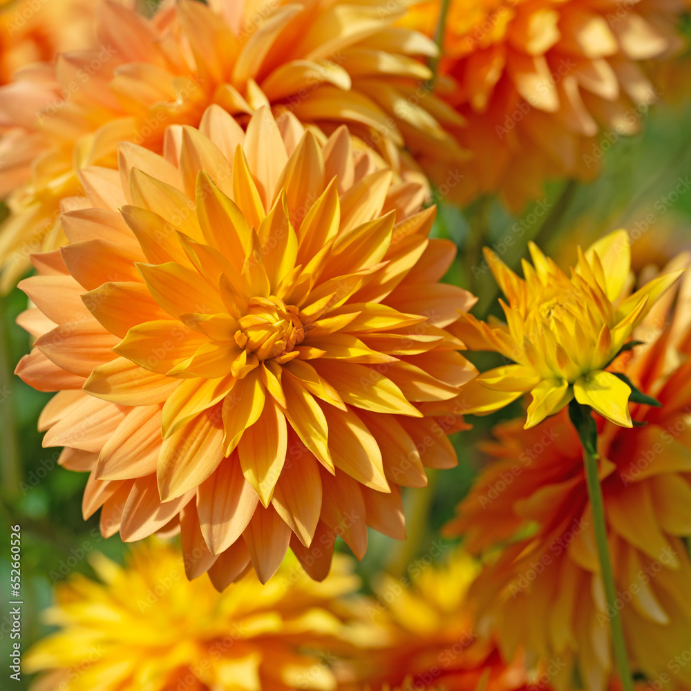 Dahlienblüten in orange in einer Nahaufnahme Dahlienblüten in orange in einer Nahaufnahme