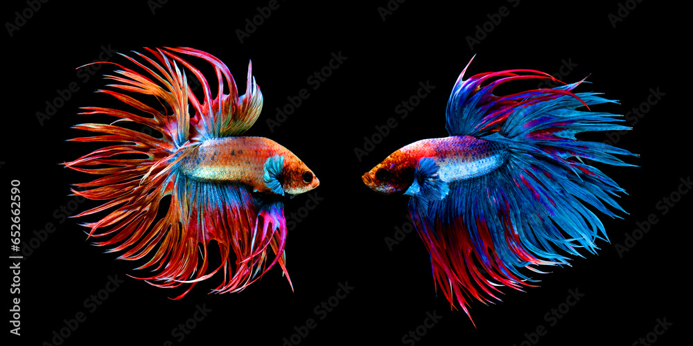 Beautiful movement of red blue Crowntail 2 betta fish, Siamese fighting fish tail, Betta splendens, blue spiky tail isolated on black background. - obrazy, fototapety, plakaty 