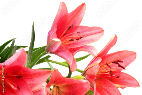 Fototapeta Naklejka Na Ścianę i Meble -  Pink lily isolated on white