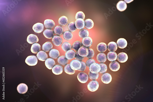 Staphylococcus bacteria, 3D illustration. photo