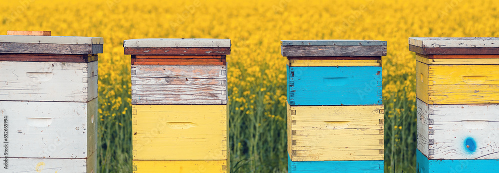 Wooden apiary crates or beehive boxes for beekeeping and honey collecting in blooming canola field Wooden apiary crates or beehive boxes for beekeeping and honey collecting in blooming canola field