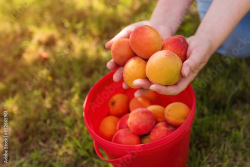 Female farmer with handful of picked ripe organic apricot fruit in cultivated orchard, closeup of hands putting harvested fruit in plastic bucket