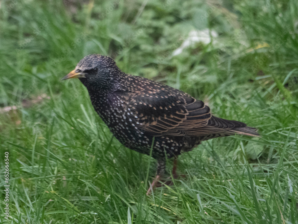 Fototapeta premium Étourneau sansonnet