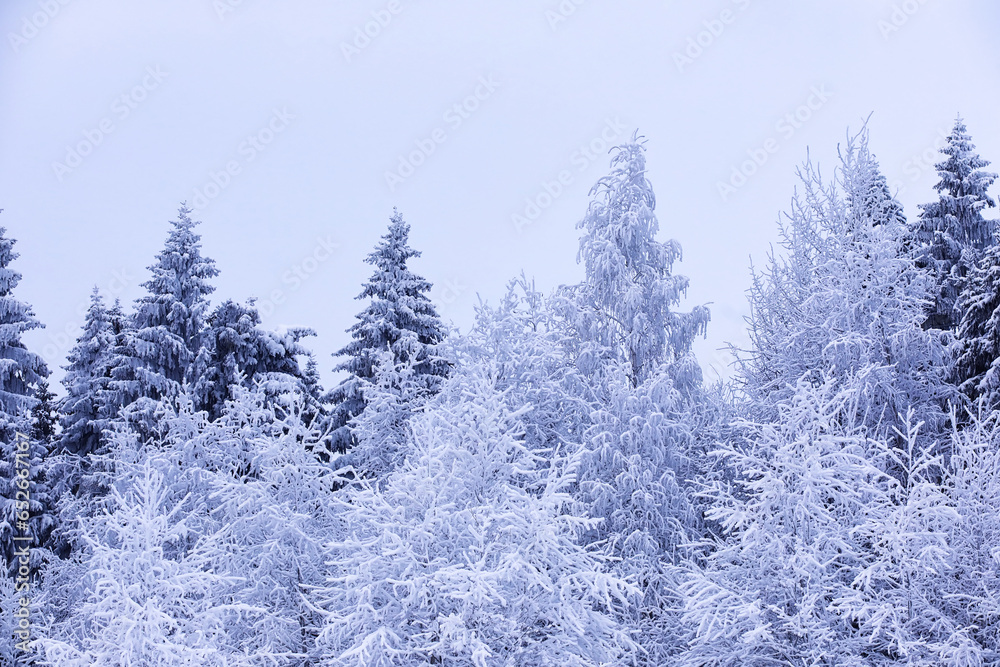 The forest is covered with snow. Frost and snowfall in the park. Winter snowy frosty landscape.