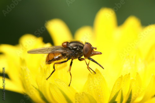 Closeup on a red Common Snout-hoverfly, Rhingia campestris on a yellow flower