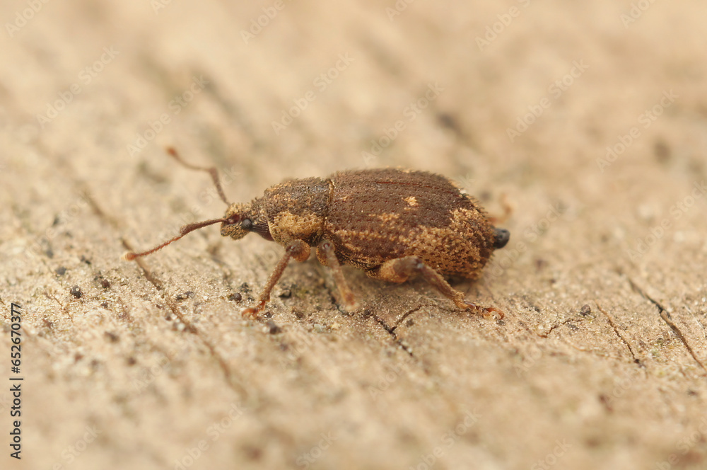 Closeup on a small European weevil species, Strophosoma capitatum sitting on wood