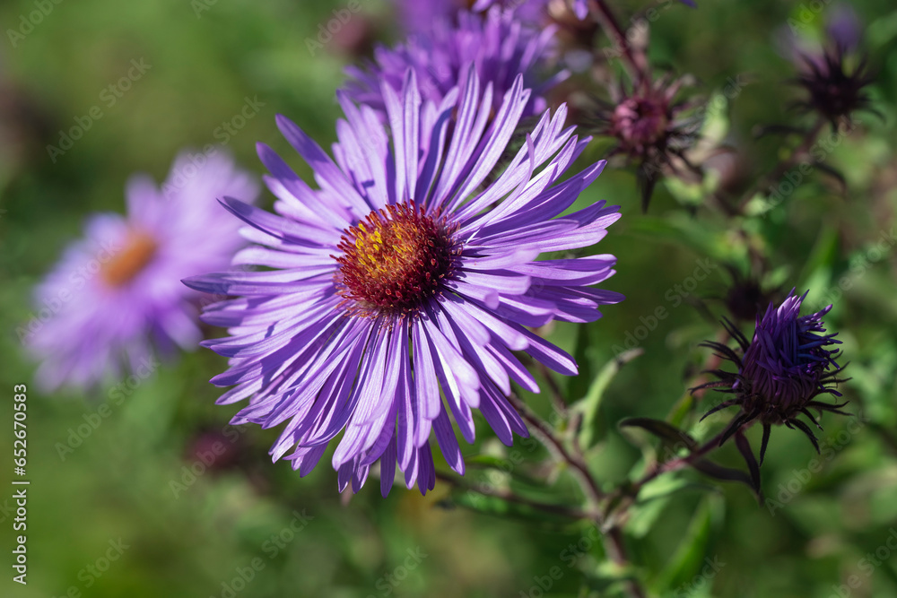 Obraz premium Blüte