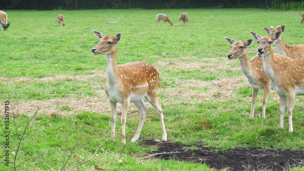 Wild Fallow Deer Herd Pasturing on Green Meadow Wild Fallow Deer Herd Pasturing on Green Meadow