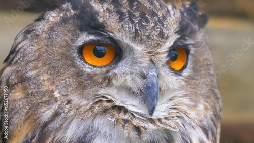 Wallpaper Mural Owl Looking Around with Big Orange Eyes Close Up Torontodigital.ca