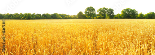 Wheat Field in Summer on Transparent PNG Background © ExQuisine
