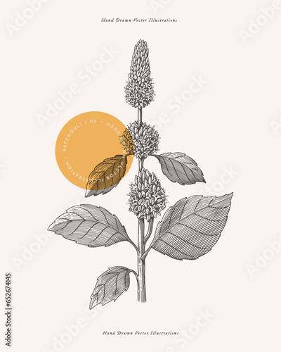 Patchouli plant flower in engraving style. Fragrant tropical plant. Botanical vector illustration for floral design in perfumery and cosmetology.