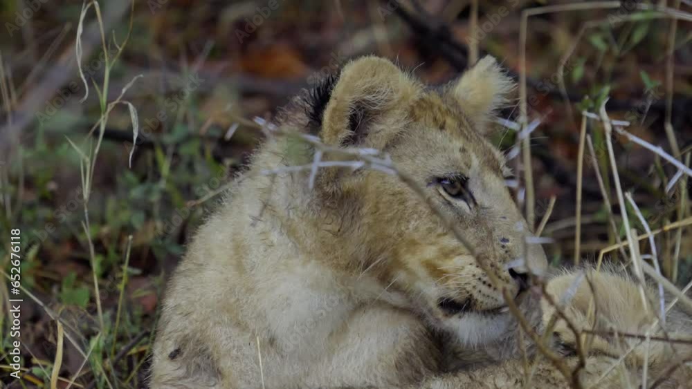 Baby lion cub laying in grass in South Africa, hiding from the rain. It is turning its head and yawning, showing its teeth. Baby lion cub laying in grass in South Africa, hiding from the rain. It is turning its head and yawning, showing its teeth.