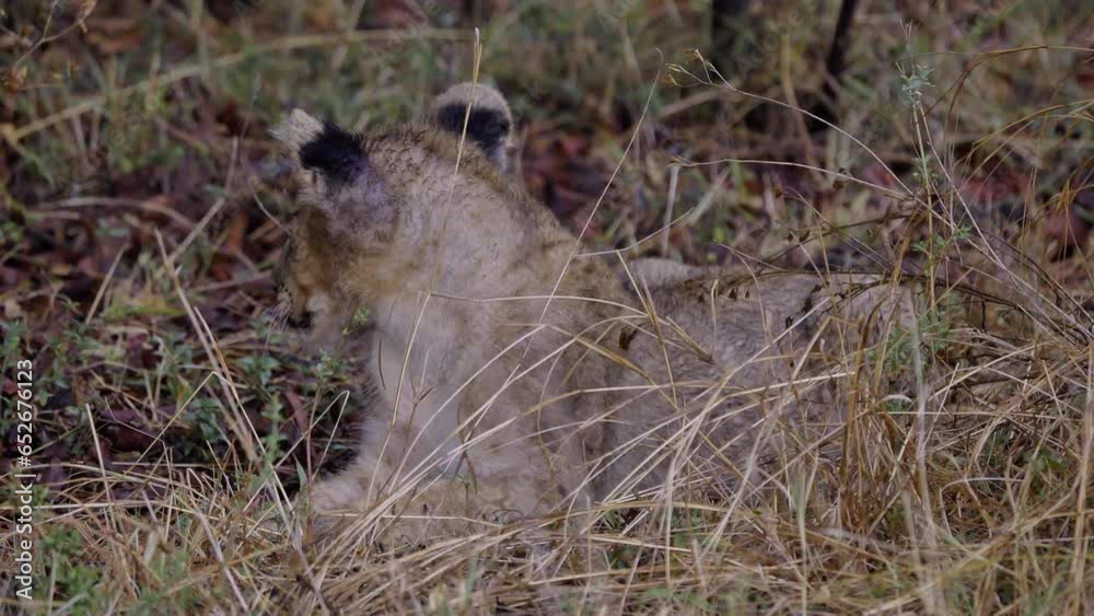 Baby lion cub laying in grass in South Africa, hiding from the rain. Another cub passing by behind the cub. Baby lion cub laying in grass in South Africa, hiding from the rain. Another cub passing by behind the cub.