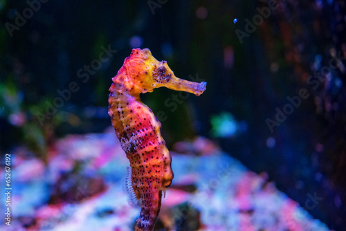 seahorse underwater on dark background photo