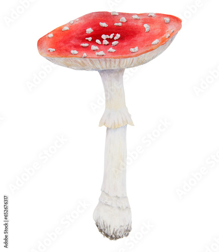 Red fly agaric. Watercolor hand drawn illustration. Realistic botanical Amanita muscaria mushroom clip art for eco goods, textiles, natural herbal medicine, healthy tea, cosmetics, homeopatic remedies