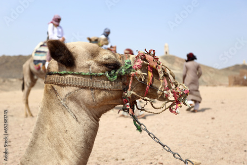 Portrait of a working camel with tourists in the background in the desert.