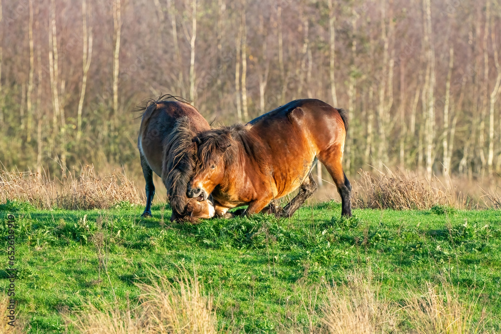 Two fighting wild brown Exmoor ponies, against a forest and reed background. Biting, rearing and hitting. autumn colors in winter. The Netherlands. Selective focus,fight, two animals.