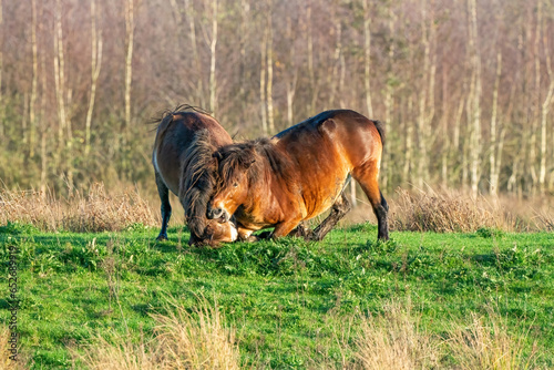 Obraz na płótnie Two fighting wild brown Exmoor ponies, against a forest and reed background. Biting, rearing and hitting. autumn colors in winter. The Netherlands. Selective focus,fight, two animals. w salonie