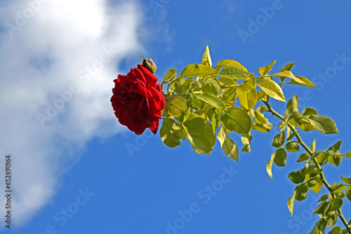 Red rose against the blue sky.