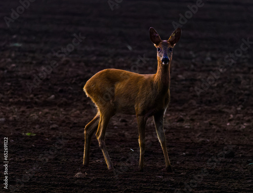 Deer in a field with the morning sun in the back