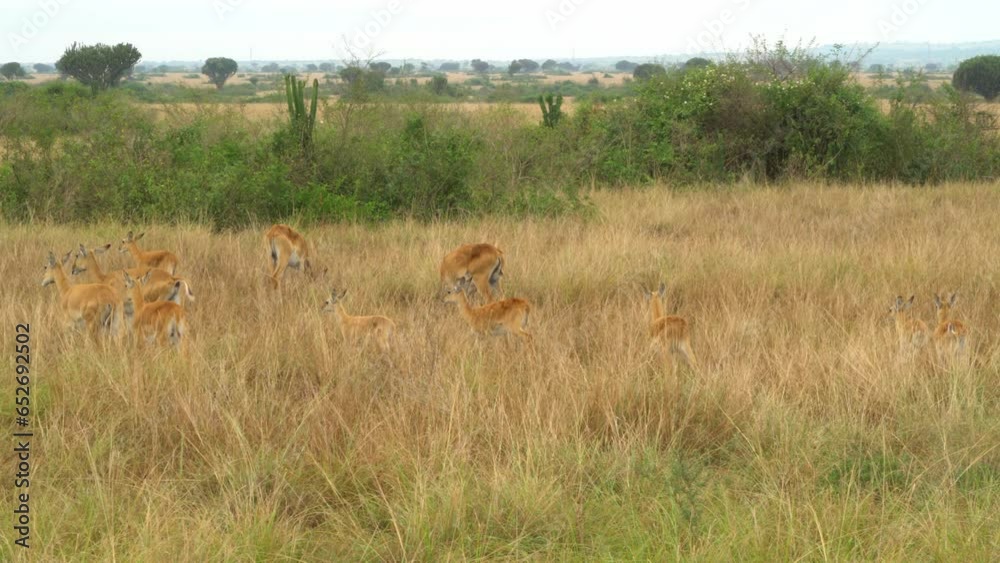 Group of gazelles walking in African Savannah, Africa Group of gazelles walking in African Savannah, Africa