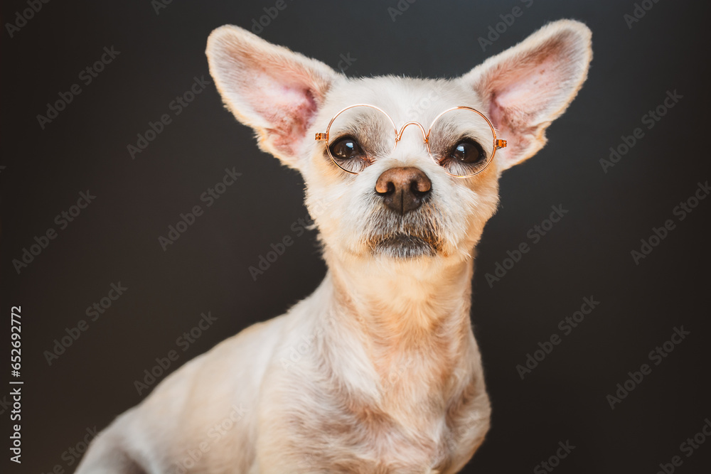 Kleiner Hund mit Brille Kleiner Hund mit Brille