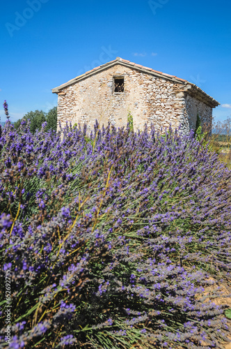 Stone hut on lavender field in Vaucluse department in the Provence-Alpes-Côte d'Azur region of France