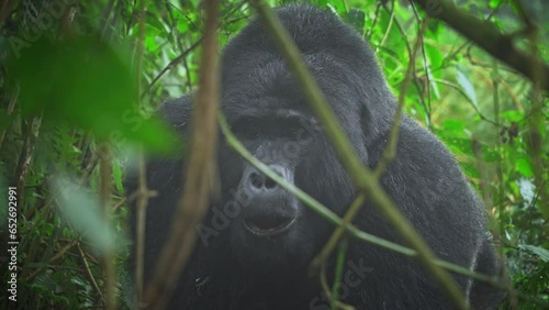 Alpha male of Silverback mountain gorilla species in the Bwindi Impenetrable Forest, Uganda in Africa. Handheld and focus in background