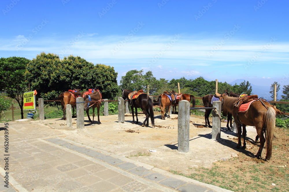The horses are resting while waiting for passengers.