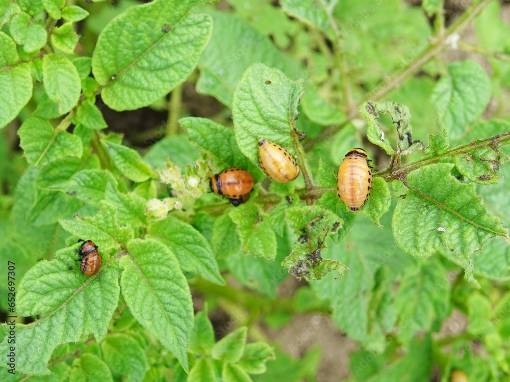 Destruction of the potato crop by the Colorado potato beetle in natural conditions Destruction of the potato crop by the Colorado potato beetle in natural conditions