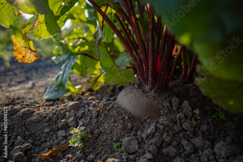 red beet in the ground