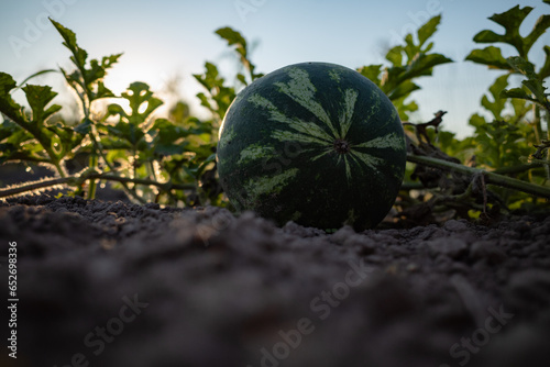 watermelon on the ground