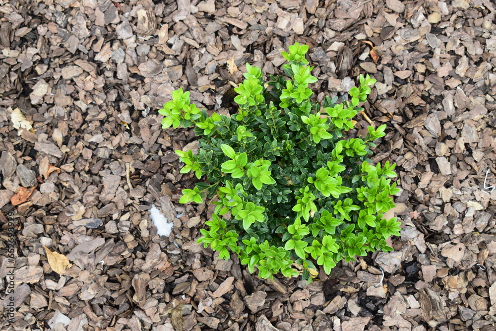 coniferous bush against the background of tree bark coniferous bush against the background of tree bark