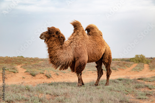 Photos A double-humped camel, or bactrian, grazes in the Astrakhan steppe
