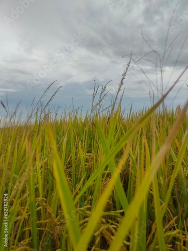 field and sky