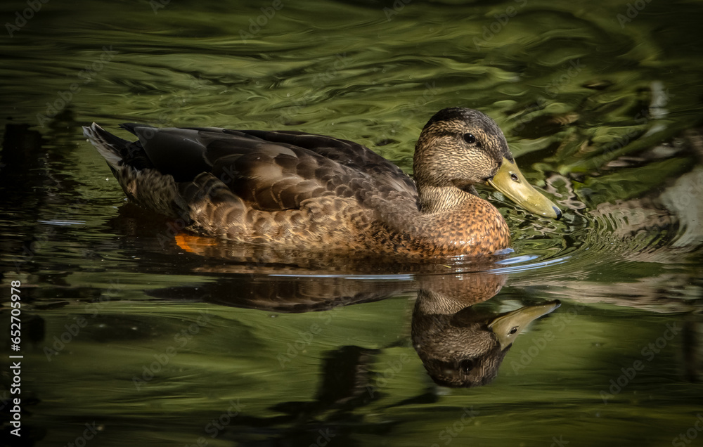 Fototapeta premium duck in the water