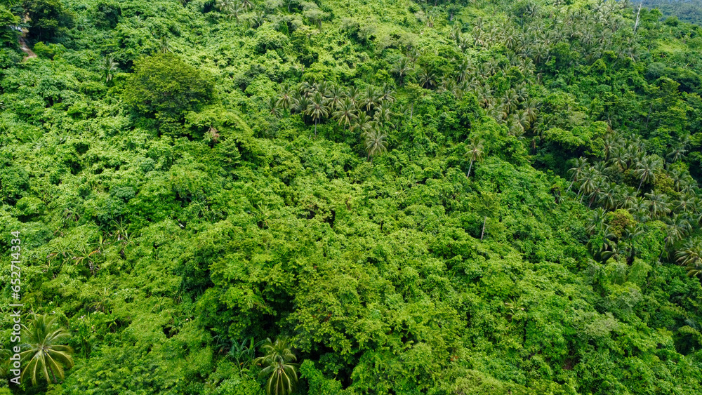 Green background of leaves on tree branches. Green foliage texture. Aerial view of treetops in the jungle.