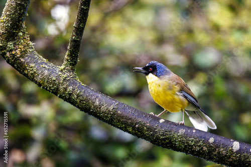 A blue-crowned laughingthrush, Garrulax courtoisi, side profile with open beak. This small songbird, indigenous to Jiangxi, China, is now critically endangered in the wild.