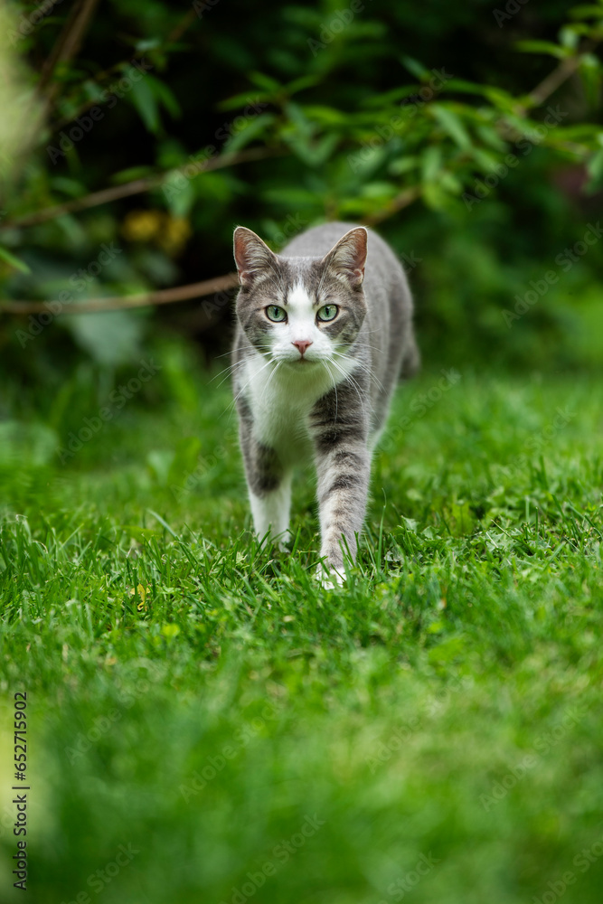 Young tabby cat in nature background