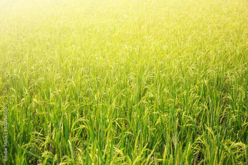 Fototapeta premium The rice fields of agriculture that are blooming long beautiful green