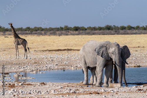 Telephoto shot of two giant African Elephants -Loxodonta Africana- an one Angolean Giraffe - Giraffa giraffa angolensis- walking near a waterhole in Etosha National Park, Namibia.