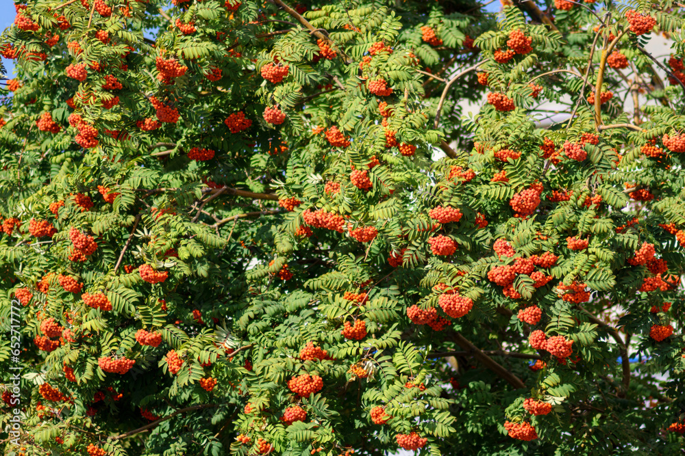 Red rowan berries, several nearby red rowan tree. Selective focus