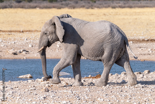 Telephoto shot of one giant African Elephant -Loxodonta Africana- approaching a waterhole in Etosha National Park  Namibia.