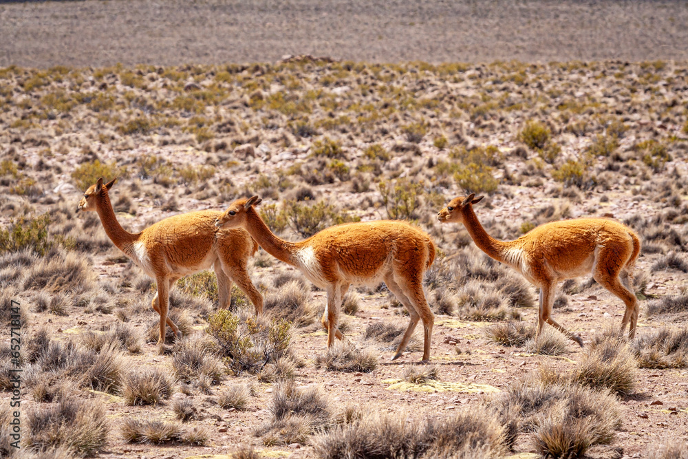 Vikunja (Vicugna vicugna),Nationalreservat Las Vicuñas,Altiplano,Chile,Südamerika