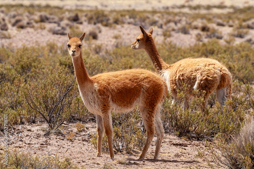 Фотография Vikunja (Vicugna vicugna),Nationalreservat Las Vicuñas,Altiplano,Chile,Südamerik