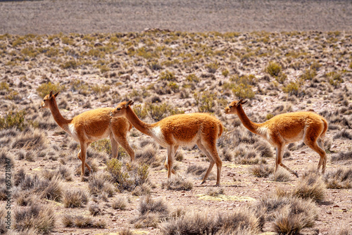 Obraz na płótnie Vikunja (Vicugna vicugna),Nationalreservat Las Vicuñas,Altiplano,Chile,Südamerika w salonie
