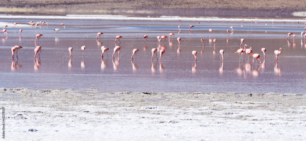 Andenflamingo, Phoenicopterus andinus